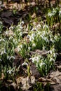 Blooming tender wild snowdrops in forest. Spring concept, first plants, seasons, weather Royalty Free Stock Photo