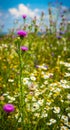 Blooming thistle on chamomile field Royalty Free Stock Photo