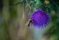 Blooming thistle flower with bee collecting pollen Royalty Free Stock Photo