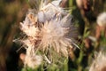 Blooming thistle with fluffy florets