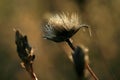 Blooming thistle with fluffy florets