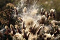 Blooming thistle with fluffy florets Royalty Free Stock Photo