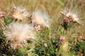 Blooming thistle with fluffy florets Royalty Free Stock Photo