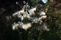 Blooming thistle with fluffy florets Royalty Free Stock Photo