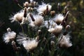Blooming thistle with fluffy florets Royalty Free Stock Photo