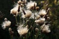 Blooming thistle with fluffy florets Royalty Free Stock Photo