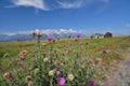 A blooming Thistle with Historic Mormon Row buildings at Grand Teton Mountain Range