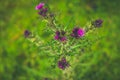 Blooming thistle Wales, Cymru.