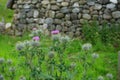 Blooming thistles against a blurred stone wall background Royalty Free Stock Photo