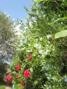 Blooming thuja. Crimson roses. Green hedge in the garden. Sunny day. Blue sky in the clouds. Royalty Free Stock Photo