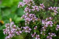 Blooming thyme bush. Culinary and decorative herb