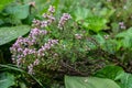 Blooming thyme bush. Culinary and decorative herb