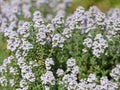 Blooming thyme in early summer Royalty Free Stock Photo