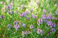 Blooming thyme flowers Royalty Free Stock Photo