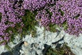 Blooming thyme on a grey stone in the summer Crimean mountains Royalty Free Stock Photo