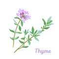 Blooming thyme icon isolated on white background.