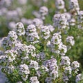 Blooming thyme, thymus, in early summer Royalty Free Stock Photo