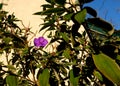 Blooming tibouchina semidecandra flower Royalty Free Stock Photo