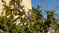 Blooming tibouchina semidecandra flowers Royalty Free Stock Photo