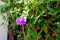 Blooming tibouchina semidecandra flowers