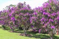 Blooming Tibouchina Urvilleana flowers in Tamborine Mountain National Park, Queensland, Australia Royalty Free Stock Photo