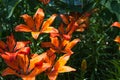 Blooming tiger lily flower close up, colorful and vivid plant, natural background Royalty Free Stock Photo