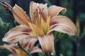 Blooming tiger lily flower close-up in the summer garden outdoors Royalty Free Stock Photo