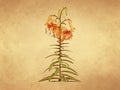 Blooming tiger lily on old paper Royalty Free Stock Photo