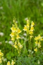 Flowering real toadflax Linaria vulgaris with blurred background Royalty Free Stock Photo