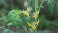 Blooming tomato with yellow flowers, greenhouse concept Royalty Free Stock Photo