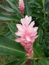 Blooming torch ginger