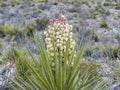 Blooming Torrey Yucca Plant aka Spanish Dagger