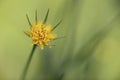 Blooming Tragopogon dubius plant in the garden Royalty Free Stock Photo