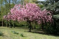 Blooming tree