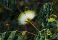 Blooming tree Albizia Lebbeck