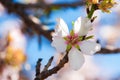 Blooming tree almond flower, fruit tree on blue sky. Seasonal nature beauty, dreamy soft focus picture in back light Royalty Free Stock Photo