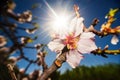 Blooming tree almond flower, fruit tree, blue sky. Seasonal nature beauty, dreamy soft focus picture in back light Royalty Free Stock Photo