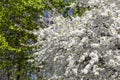 Blooming tree apple, plum, cherry, pear in spring time spring background with white flowers. Sunny day Royalty Free Stock Photo