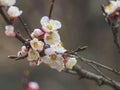 Blooming tree apricot branch with white flowers Royalty Free Stock Photo