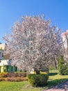 Blooming tree on a background of clear blue sky. The concept of spring awakening of nature and natural beauty. Kyiv, Ukraine. Royalty Free Stock Photo