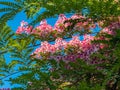 Blooming tree on a background of evergreen firs and blue sky 001