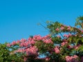 Blooming tree on a background of evergreen firs and blue sky 002