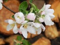 a blooming tree on a background of logs Royalty Free Stock Photo