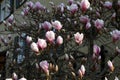 Blooming tree - beautiful blossomed magnolia branch in spring