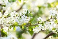 Blooming tree. Beautifully blossoming branch apple. White flower Apricot. Spring easter greeting card. Flowers Cherry flowering. W Royalty Free Stock Photo