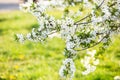 Blooming tree. Beautifully blossoming branch apple. White flower Apricot. Spring easter greeting card. Flowers Cherry flowering. W Royalty Free Stock Photo