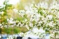 Blooming tree. Beautifully blossoming branch apple. White flower Apricot. Spring easter greeting card. Flowers Cherry flowering. W Royalty Free Stock Photo