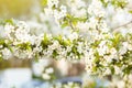 Blooming tree. Beautifully blossoming branch apple. White flower Apricot. Spring easter greeting card. Flowers Cherry flowering. W Royalty Free Stock Photo