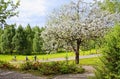 Blooming tree and bicyclers