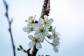 Blooming tree